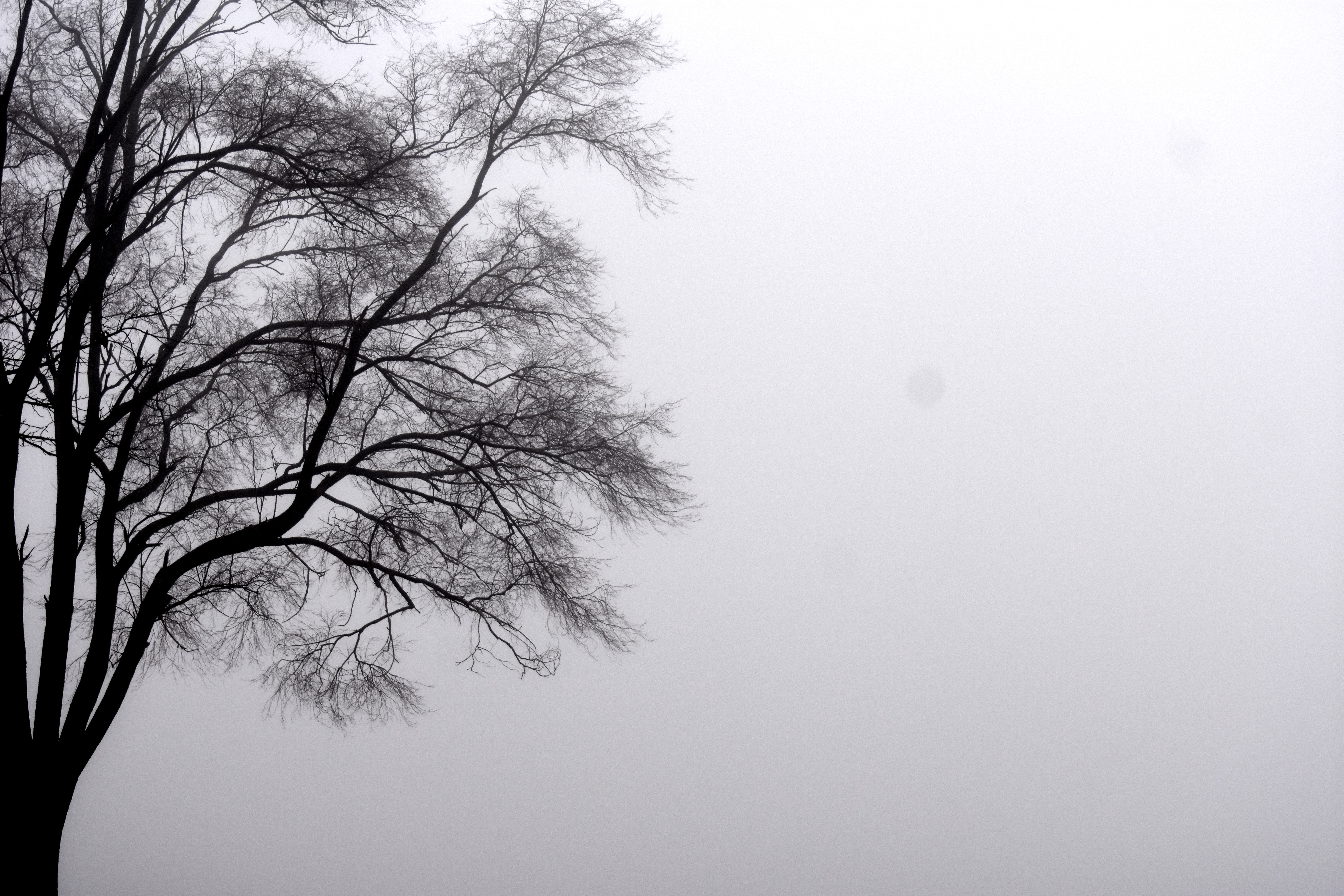 Tree in the fog | image tagged in tree,fog,kewlew | made w/ Imgflip meme maker
