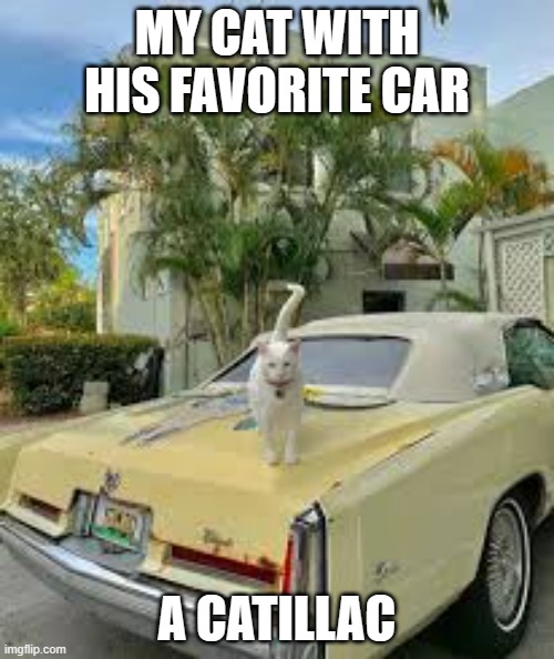 meme by Brad cats favorite car is a Cat-illac | MY CAT WITH HIS FAVORITE CAR; A CATILLAC | image tagged in cat meme | made w/ Imgflip meme maker