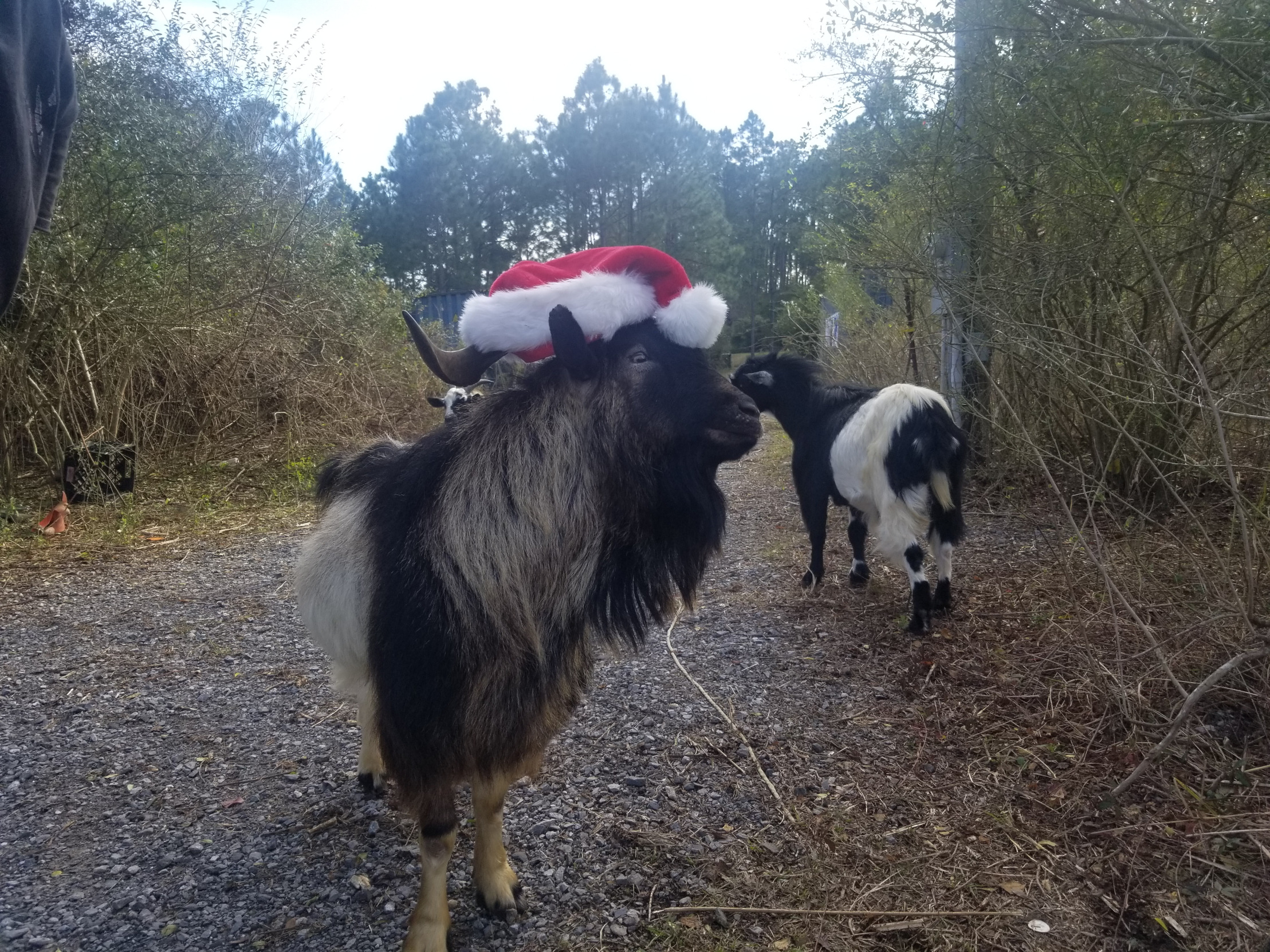 Santa goat Blank Meme Template