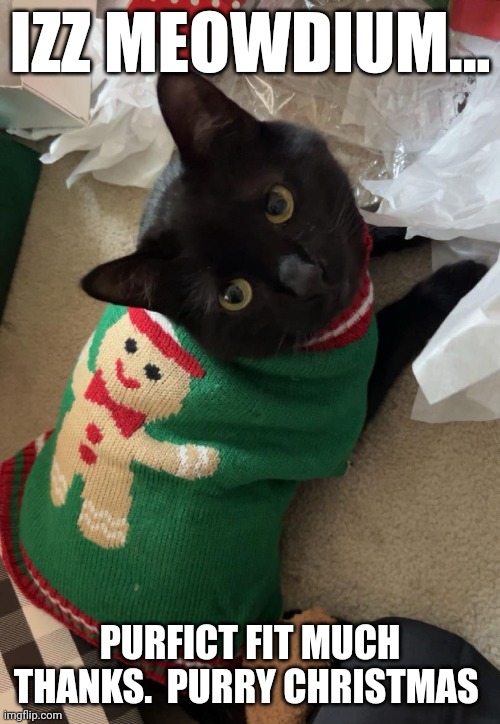 Merry Christmas Cats stream! | IZZ MEOWDIUM... PURFICT FIT MUCH THANKS.  PURRY CHRISTMAS | image tagged in merry christmas,cats,christmas sweater | made w/ Imgflip meme maker