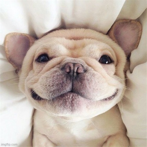 Look at this ugly ahh mf | image tagged in smiling puppy | made w/ Imgflip meme maker