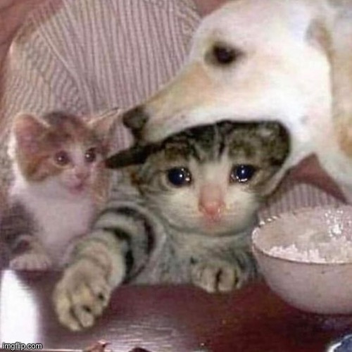 cats and dog bite | image tagged in cats and dog bite | made w/ Imgflip meme maker