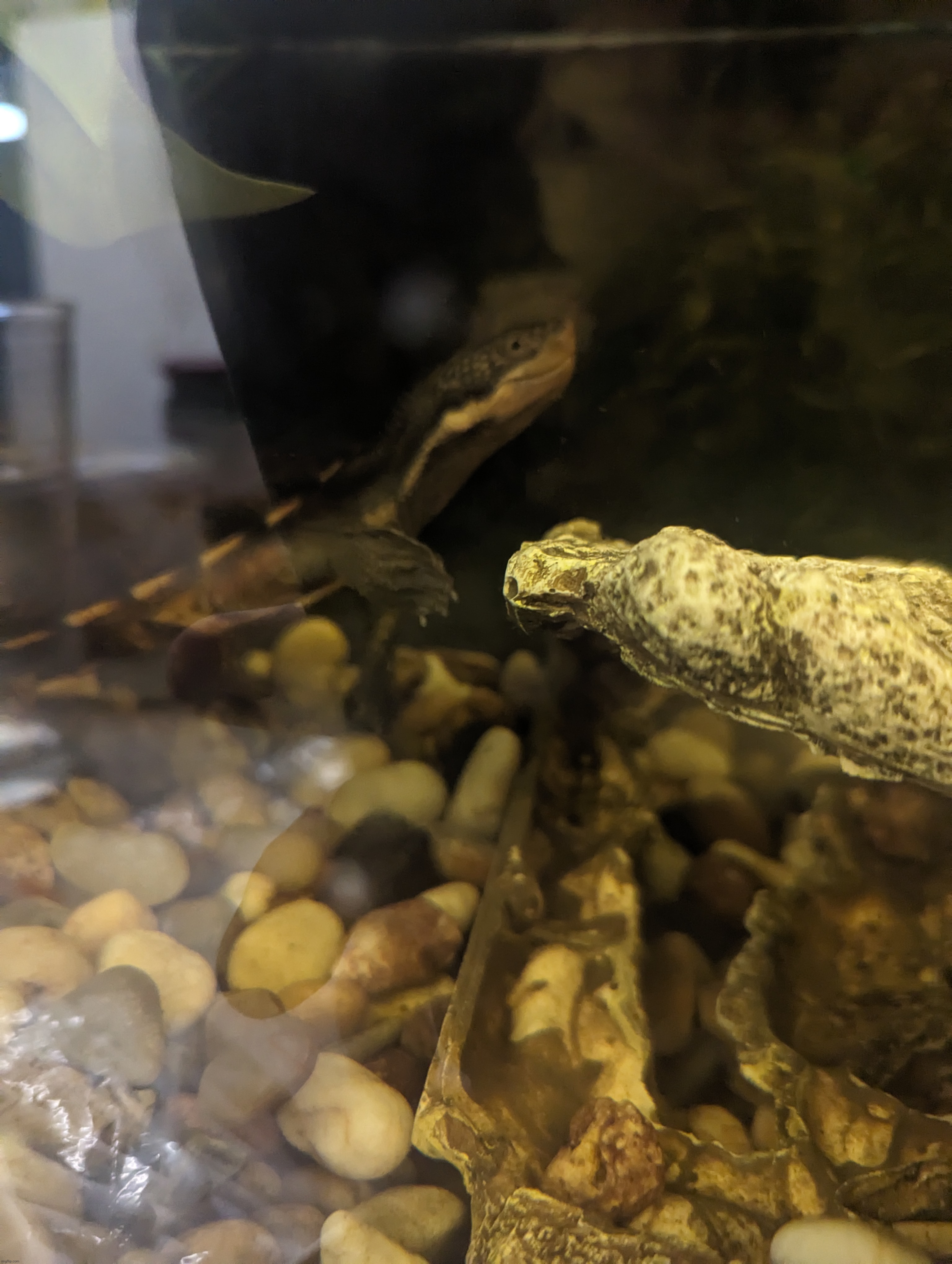 My mom's turtle idk | made w/ Imgflip meme maker