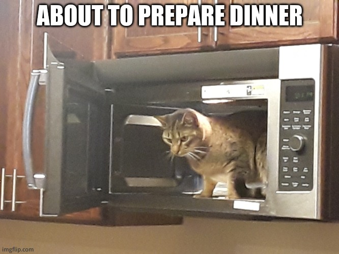 Jk I love cats | ABOUT TO PREPARE DINNER | image tagged in cat in microwave | made w/ Imgflip meme maker