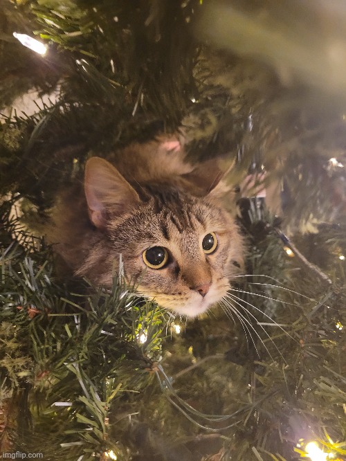 My cat Lola in a Christmas tree (it's not photoshopped) | image tagged in cats | made w/ Imgflip meme maker