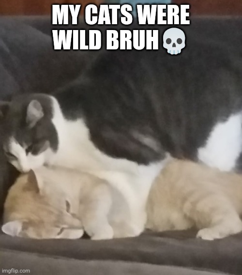 R.I.P to both of them | MY CATS WERE WILD BRUH💀 | made w/ Imgflip meme maker