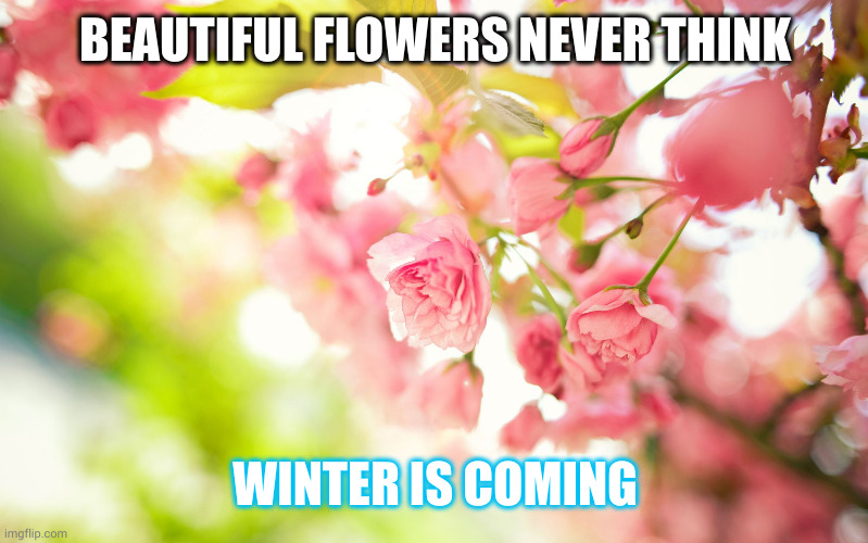 Flowers never think Winter is coming | BEAUTIFUL FLOWERS NEVER THINK; WINTER IS COMING | image tagged in pretty pink flowers,rises,winter is coming,memes,summer,spring | made w/ Imgflip meme maker