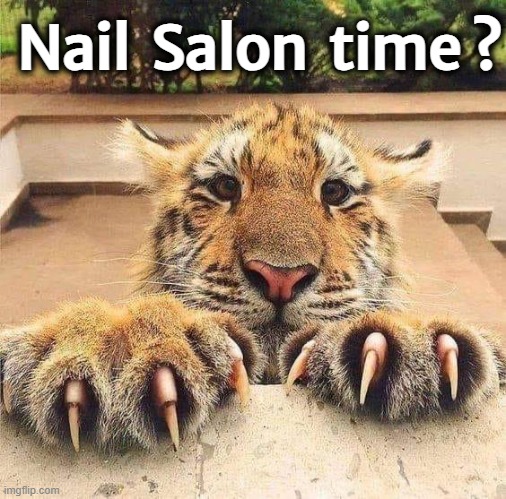 Nail Salon time ? | Nail  Salon  time ? | image tagged in tigers | made w/ Imgflip meme maker