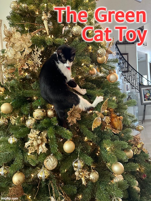 GREEN CAT TOY | The  Green
Cat Toy | image tagged in cats,cute cat | made w/ Imgflip meme maker