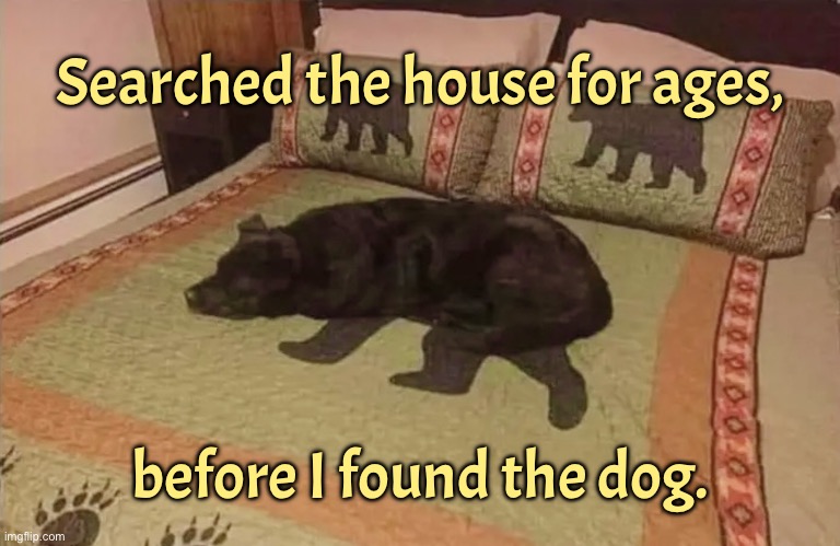 Dog sleeping | Searched the house for ages, before I found the dog. | image tagged in lost dog,searched for dog,took ages,i found him,sleeping | made w/ Imgflip meme maker