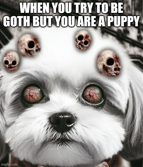 Cutie dog! | WHEN YOU TRY TO BE GOTH BUT YOU ARE A PUPPY | image tagged in dog | made w/ Imgflip meme maker