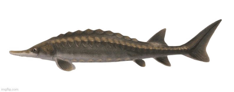 Animal Crossing Sturgeon | image tagged in animal crossing sturgeon | made w/ Imgflip meme maker