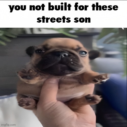 image tagged in you not built for these streets son v2 | made w/ Imgflip meme maker