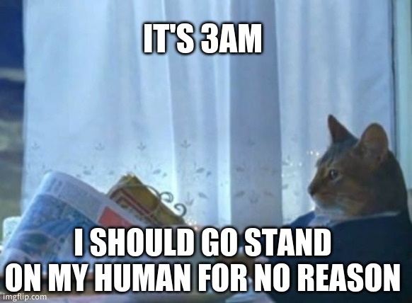 Literally all cats | IT'S 3AM; I SHOULD GO STAND ON MY HUMAN FOR NO REASON | image tagged in memes,i should buy a boat cat,funny,relatable,cats | made w/ Imgflip meme maker