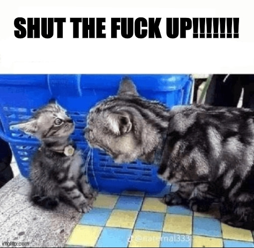 Cat yelling to a kitten | SHUT THE FUCK UP!!!!!!! | image tagged in cat yelling to a kitten | made w/ Imgflip meme maker