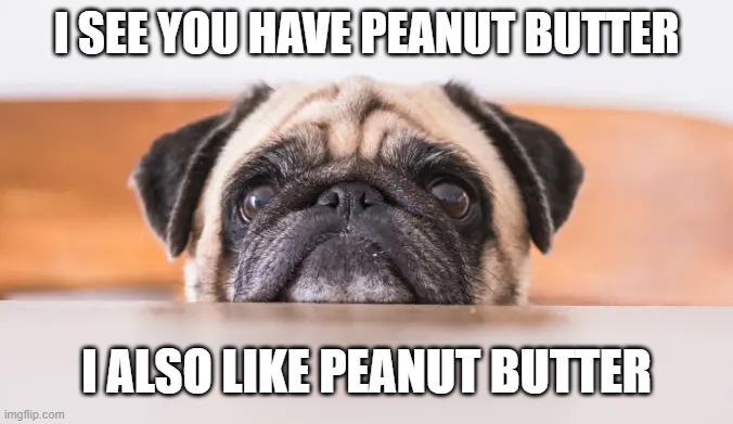 Peanut Butter Pup | I SEE YOU HAVE PEANUT BUTTER; I ALSO LIKE PEANUT BUTTER | image tagged in dogs,funny dog memes,cute dog | made w/ Imgflip meme maker