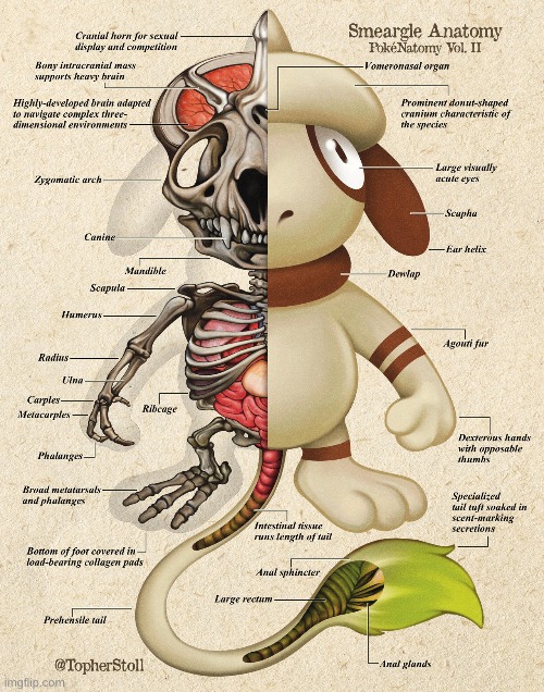 Smeargle Anatomy | made w/ Imgflip meme maker