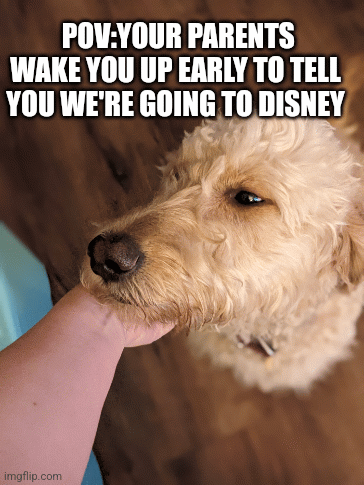 My doggie's a star, love ya Callie | POV:YOUR PARENTS WAKE YOU UP EARLY TO TELL YOU WE'RE GOING TO DISNEY | image tagged in gifs,dog | made w/ Imgflip images-to-gif maker
