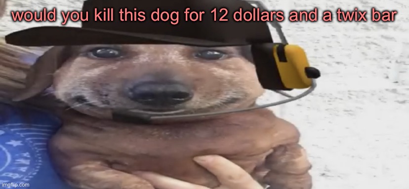 scrunkly | would you kill this dog for 12 dollars and a twix bar | image tagged in chucklenuts | made w/ Imgflip meme maker