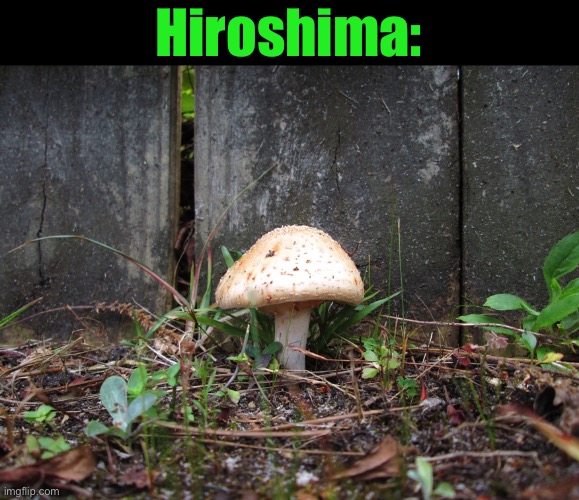 mushroom | Hiroshima: | image tagged in mushroom | made w/ Imgflip meme maker