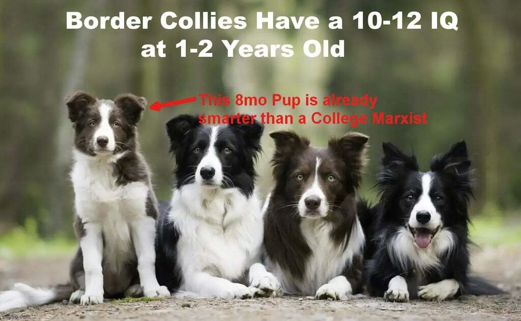 This 8 month old Border Collie is already smarter than a College Marxist. | image tagged in cultural marxism,sjw triggered,goofy stupid liberal college student,antifa,black lives matter,doggos | made w/ Imgflip meme maker