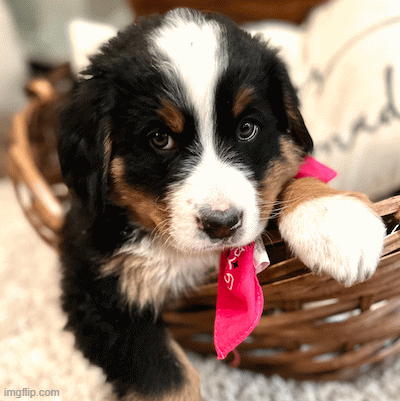 Utah Pedigree | image tagged in gifs,dogs,pets,pet care | made w/ Imgflip images-to-gif maker