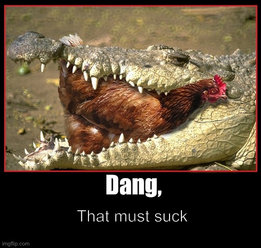 Gator Eating Chicken | Dang, That must suck | image tagged in gator eating chicken | made w/ Imgflip meme maker