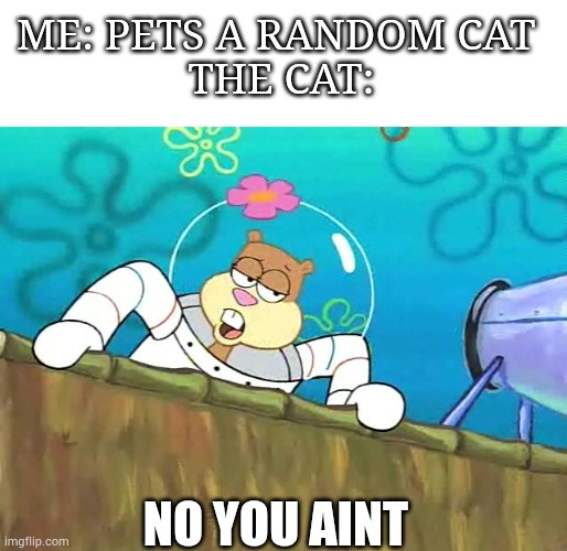 They try to scratch you or run away of hide | ME: PETS A RANDOM CAT 
THE CAT:; NO YOU AINT | image tagged in no you aint | made w/ Imgflip meme maker