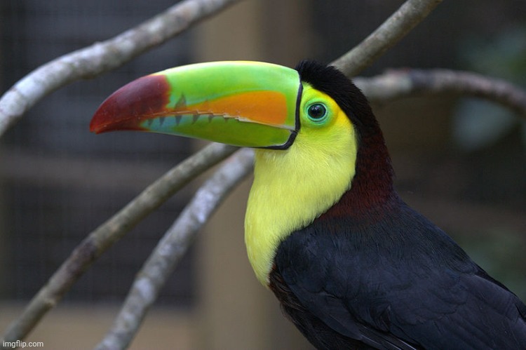 Hard Toucan | image tagged in hard toucan | made w/ Imgflip meme maker