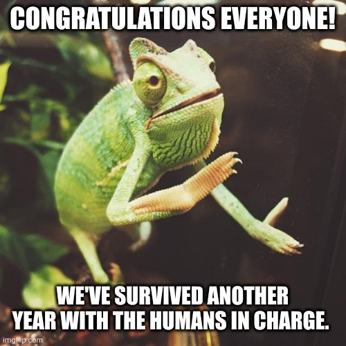 Animal New Year: Surviving the humans  one more year | CONGRATULATIONS EVERYONE! WE'VE SURVIVED ANOTHER YEAR WITH THE HUMANS IN CHARGE. | image tagged in slow clap chameleon,superspecies,human stupidity,humans,survival,happy new year | made w/ Imgflip meme maker