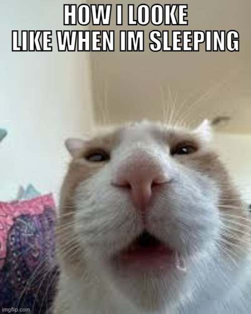 that is how i sleep | HOW I LOOKE LIKE WHEN IM SLEEPING | image tagged in funny cats,sleepy | made w/ Imgflip meme maker