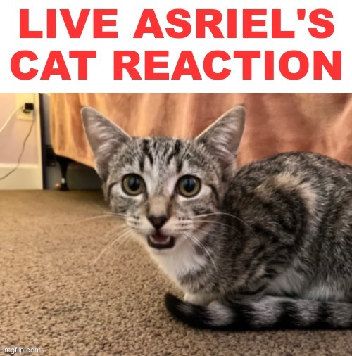 its a template now. | image tagged in live asriel's cat reaction | made w/ Imgflip meme maker