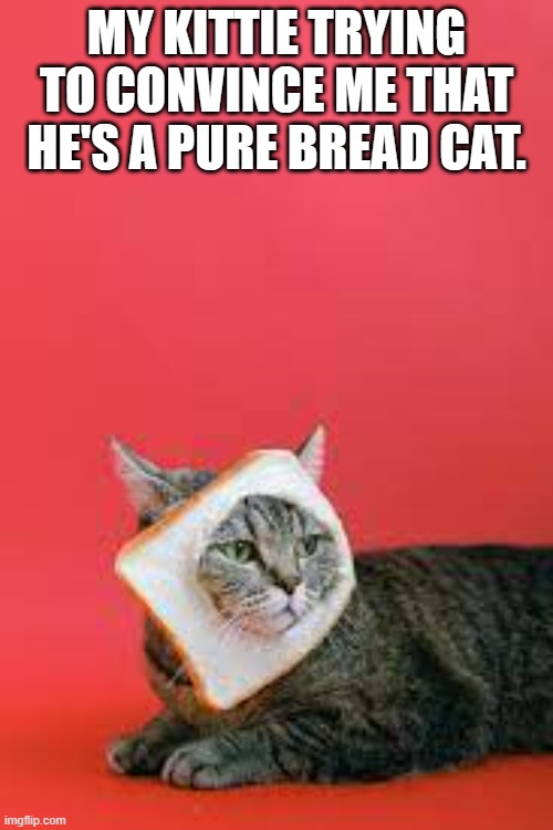 meme by Brad trying to be a pure bread cat | MY KITTIE TRYING TO CONVINCE ME THAT HE'S A PURE BREAD CAT. | image tagged in cat meme,funny cat memes,funny cats | made w/ Imgflip meme maker