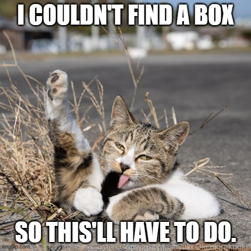 meme by Brad cat in pothole | I COULDN'T FIND A BOX; SO THIS'LL HAVE TO DO. | image tagged in cat meme,funny cat memes | made w/ Imgflip meme maker