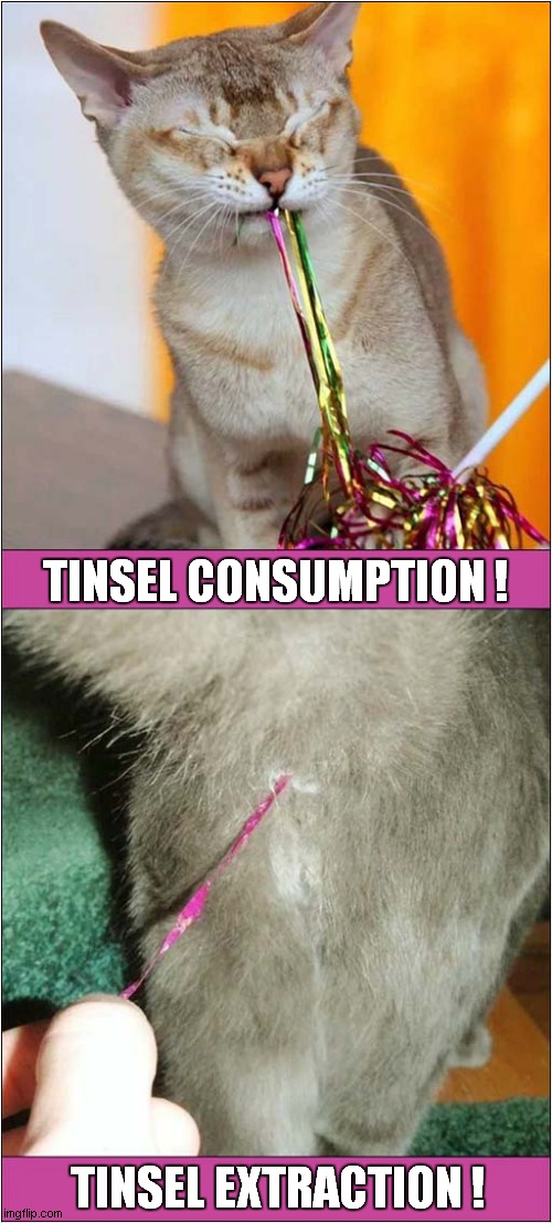 Christmas Traditions | TINSEL CONSUMPTION ! TINSEL EXTRACTION ! | image tagged in cats,christmas,traditions,tinsel | made w/ Imgflip meme maker