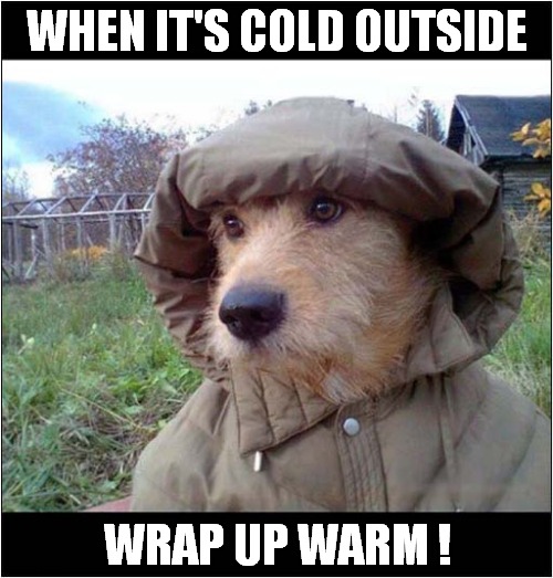 Winter ! | WHEN IT'S COLD OUTSIDE; WRAP UP WARM ! | image tagged in dogs,winter,keep warm | made w/ Imgflip meme maker