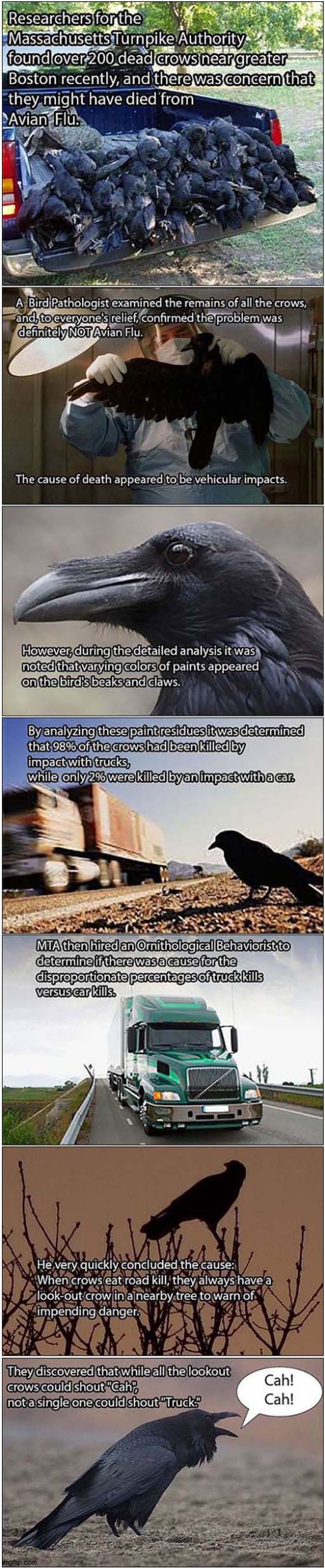 Crows - Not As Intelligent As You Thought ! | image tagged in crows,not smart,dark humour | made w/ Imgflip meme maker