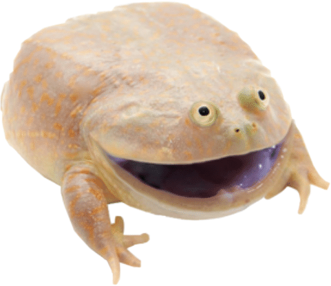 High Quality wednesday frog Blank Meme Template