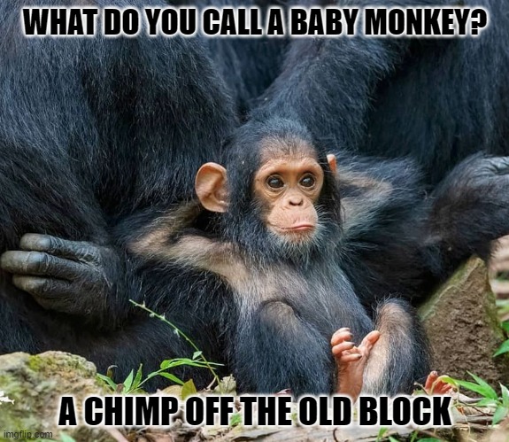 Daily Bad Dad Joke December 27, 2023 | WHAT DO YOU CALL A BABY MONKEY? A CHIMP OFF THE OLD BLOCK | image tagged in satisfied baby chimp | made w/ Imgflip meme maker