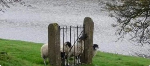 sheep fence Blank Meme Template