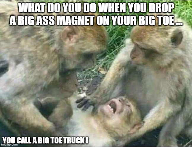 Big Toe smash | WHAT DO YOU DO WHEN YOU DROP A BIG ASS MAGNET ON YOUR BIG TOE ... YOU CALL A BIG TOE TRUCK ! | image tagged in hurt monkey | made w/ Imgflip meme maker