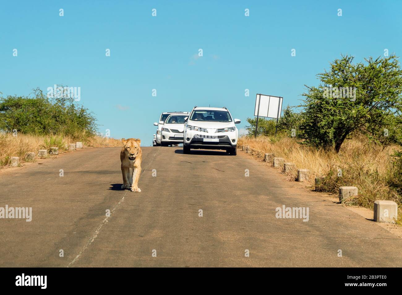 High Quality Lion in the middle of the road Blank Meme Template