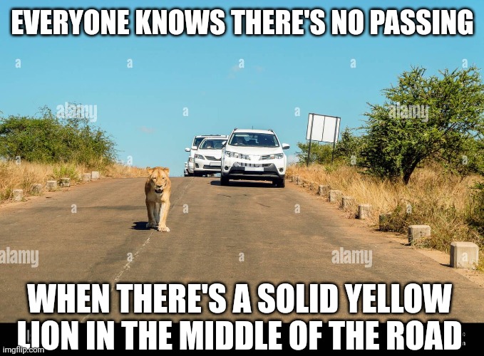 Lion in the middle of the road | EVERYONE KNOWS THERE'S NO PASSING; WHEN THERE'S A SOLID YELLOW LION IN THE MIDDLE OF THE ROAD | image tagged in lion in the middle of the road | made w/ Imgflip meme maker