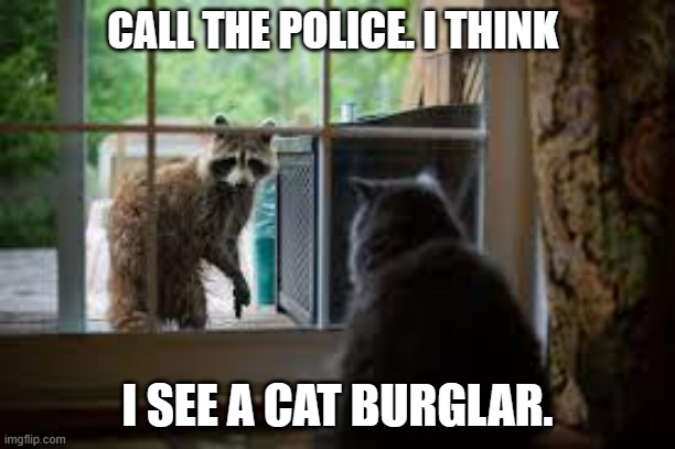 meme by Brad cat meant to do that | CALL THE POLICE. I THINK; I SEE A CAT BURGLAR. | image tagged in cat meme,funny cat memes,cat memes | made w/ Imgflip meme maker