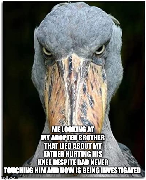 I want to remove his knees | ME LOOKING AT MY ADOPTED BROTHER THAT LIED ABOUT MY FATHER HURTING HIS KNEE DESPITE DAD NEVER TOUCHING HIM AND NOW IS BEING INVESTIGATED | image tagged in bird knows | made w/ Imgflip meme maker