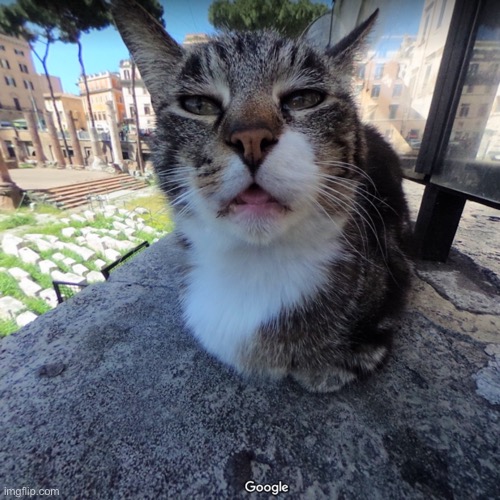 does anyone know the coordinates of this feline | image tagged in street view cat | made w/ Imgflip meme maker