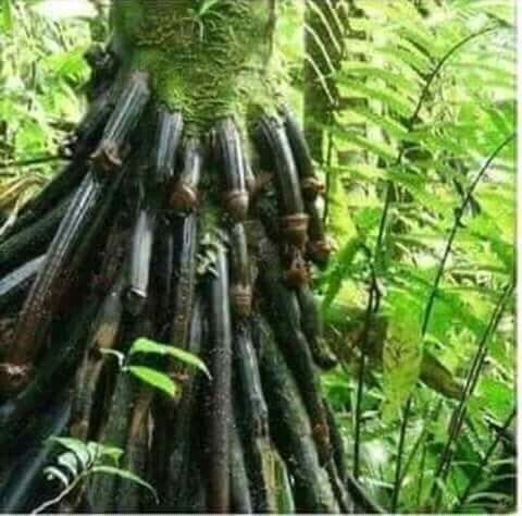 roots Blank Meme Template