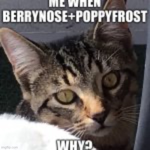 Idk what to call this | image tagged in cats,warrior cats | made w/ Imgflip meme maker