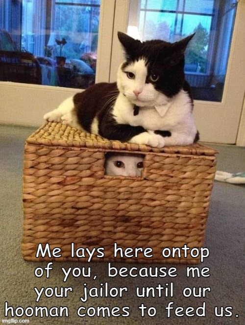 Cat Prisoner | Me lays here ontop of you, because me your jailor until our hooman comes to feed us. | image tagged in cats,cat humour | made w/ Imgflip meme maker