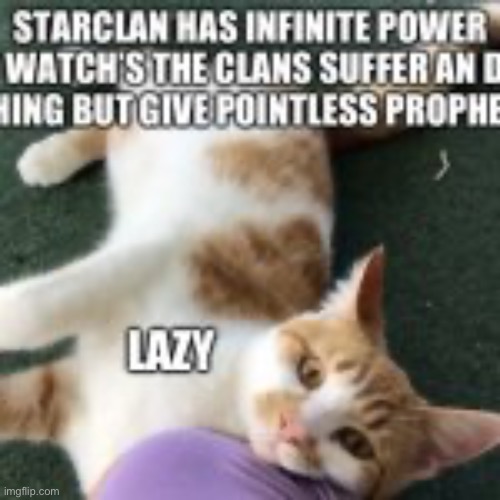 Ma cat | image tagged in cats,sleepy cat,warrior cats | made w/ Imgflip meme maker